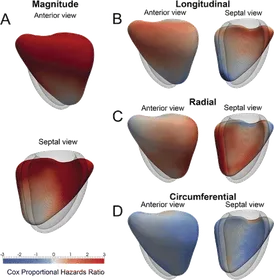 3D right ventricular wall motion analysis: Cox proportional hazards ratios mapped across magnitude, longitudinal, radial, and circumferential motion components, showing which regions of cardiac motion are most predictive of survival in pulmonary hypertension